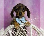Small Dachshund