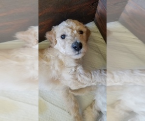 Goldendoodle Puppy for sale in AMITY, OR, USA