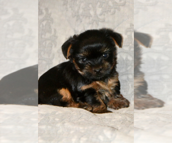 Medium Photo #5 Yorkshire Terrier Puppy For Sale in ALLEN, TX, USA