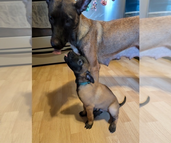 Medium Photo #25 Belgian Malinois Puppy For Sale in OSHKOSH, WI, USA