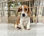 Small Photo #4 Beagle Puppy For Sale in OCALA, FL, USA