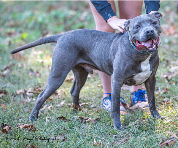 Medium Photo #6 American Pit Bull Terrier-American Staffordshire Terrier Mix Puppy For Sale in Munford, TN, USA