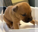 Small #1 German Shepherd Dog