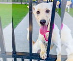 Small #1 Labrador Retriever Mix