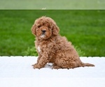 Small #2 Goldendoodle (Miniature)