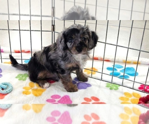 Medium Photo #1 Cavapoo (Miniature)-Poodle (Toy) Mix Puppy For Sale in ORO VALLEY, AZ, USA