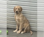 Small #4 Golden Retriever