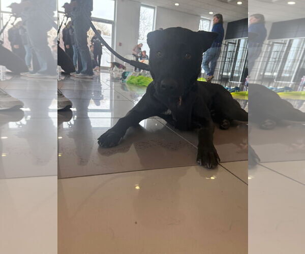 Medium Photo #4 Labrador Retriever-Unknown Mix Puppy For Sale in Westwood, NJ, USA