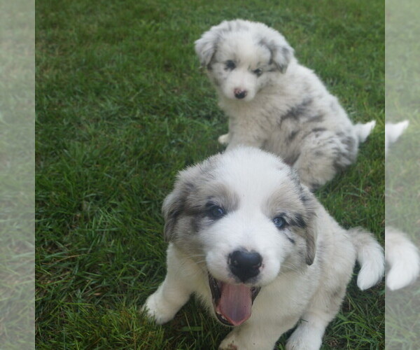 Medium Photo #1 Border Collie Puppy For Sale in ALLEGAN, MI, USA