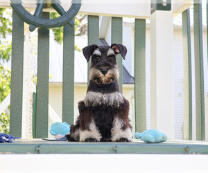 Schnauzer (Miniature) Puppy for sale in SYRACUSE, IN, USA