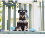 Small Schnauzer (Miniature)