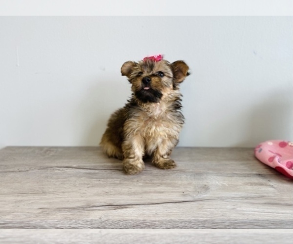 Medium Photo #4 Shorkie Tzu Puppy For Sale in JACKSON, MI, USA