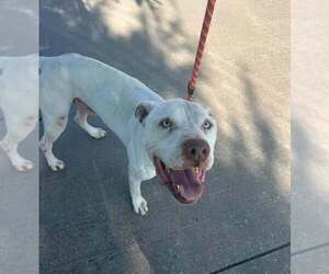 Mutt Dogs for adoption in Rowlett, TX, USA