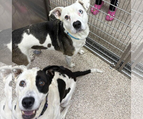 Medium Photo #2 American Pit Bull Terrier-Unknown Mix Puppy For Sale in Martinsburg, WV, USA