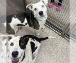 Small #1 American Pit Bull Terrier Mix