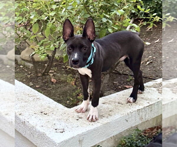 Medium Photo #4 American Staffordshire Terrier-Unknown Mix Puppy For Sale in San Juan Capistrano, CA, USA