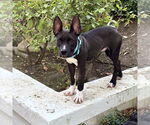 Small #3 American Staffordshire Terrier Mix
