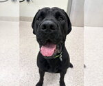 *MR. BUGZ - Male Mutt Dog for Adoption - Small photo
