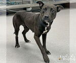 Small Labrador Retriever Mix