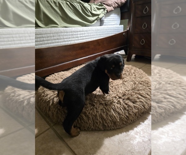 Medium Photo #3 Rottweiler Puppy For Sale in SARASOTA, FL, USA