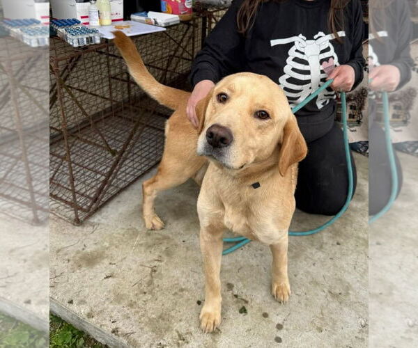 Medium Photo #3 Labrador Retriever-Unknown Mix Puppy For Sale in Columbus, IN, USA