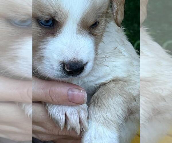 Medium Photo #2 Goberian Puppy For Sale in DENVER, CO, USA