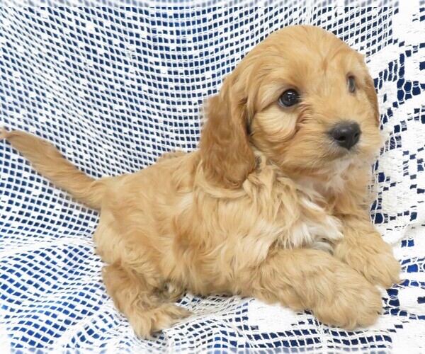 Medium Photo #5 Cavapoo Puppy For Sale in NORWOOD, MO, USA