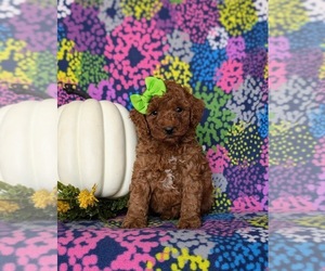 Goldendoodle (Miniature) Puppy for sale in COCHRANVILLE, PA, USA