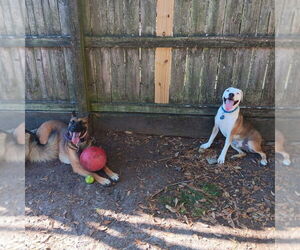 Delta - located in Florida - Female German Shepherd Dog-Unknown Mix Dog for Adoption - Photo #4