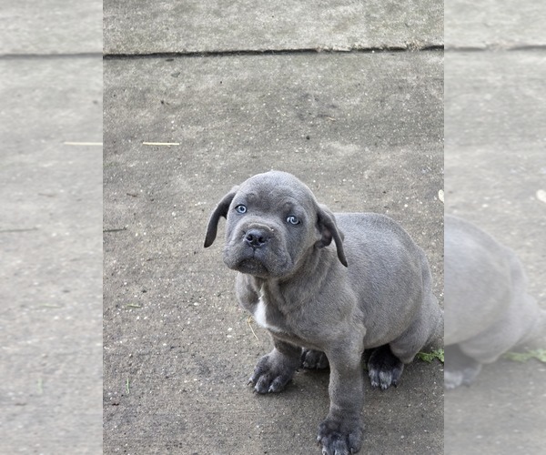 Medium Photo #2 Cane Corso Puppy For Sale in AKRON, OH, USA