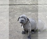 Small #1 Cane Corso