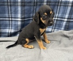 Small Photo #7 Beagle-Chihuahua Mix Puppy For Sale in SAINT AUGUSTINE, FL, USA