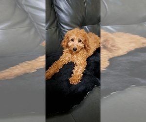 Goldendoodle Puppy for sale in ROMULUS, MI, USA