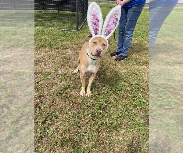 Medium Photo #4 Mutt Puppy For Sale in Abbeville, LA, USA