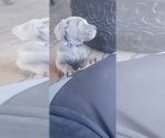 Small Photo #11 Cane Corso Puppy For Sale in SAN TAN VALLEY, AZ, USA