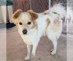 MURPHY - Male Mutt Dog for Adoption - Small photo