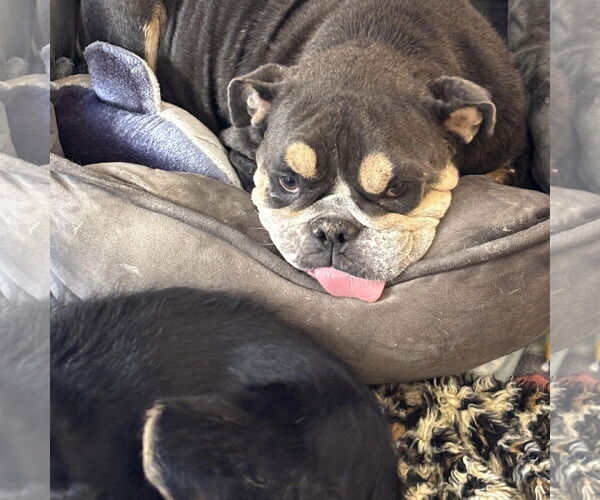 Medium Photo #2 Bulldog Puppy For Sale in Hayward, CA, USA