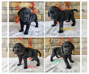 Labrador Retriever Litter for sale in CATO, NY, USA