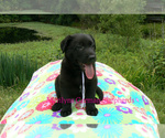 Small #3 German Shepherd Dog