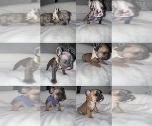 French Bulldog Litter for sale in DALLAS, TX, USA