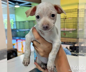 Didi - Female Chihuahua-Unknown Mix Dog for Adoption - Photo #2