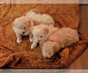 Maltipoo Puppy for sale in NEWNAN, GA, USA