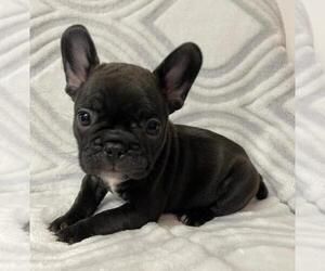 French Bulldog Puppy for sale in JOHNS ISLAND, SC, USA