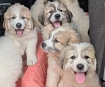 Image preview for Ad Listing. Nickname: Great Pyrenees