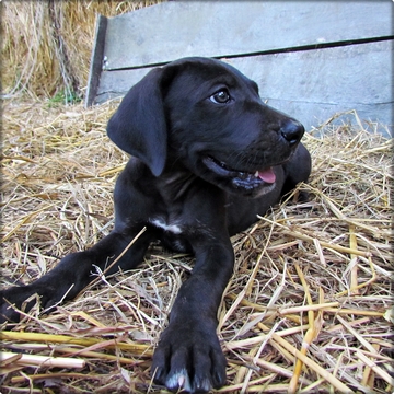 Medium Photo #1 Great Dane Puppy For Sale in RICHLAND, MO, USA