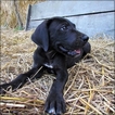 Small Photo #1 Great Dane Puppy For Sale in RICHLAND, MO, USA
