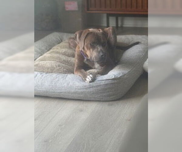 Medium Photo #3 Boxer Puppy For Sale in Cary, NC, USA