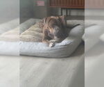 Small #2 Boxer