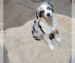 Small #5 Australian Shepherd