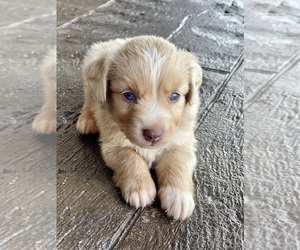 Miniature Australian Shepherd Puppy for sale in WOLFE CITY, TX, USA